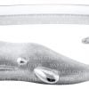whale bracelet