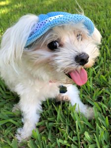 blue hat for dogs