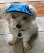 blue dog cap